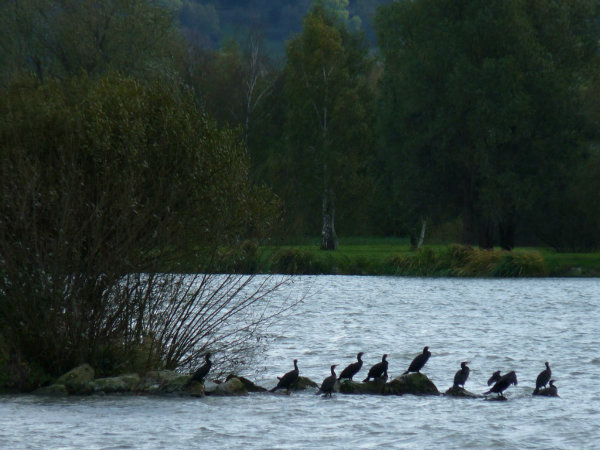 cormorans  du lac de Vaivre