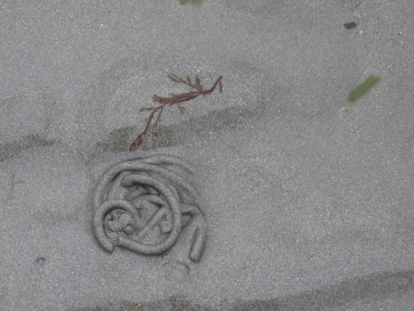 l'art dans le sable