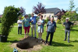 plantage de l'if