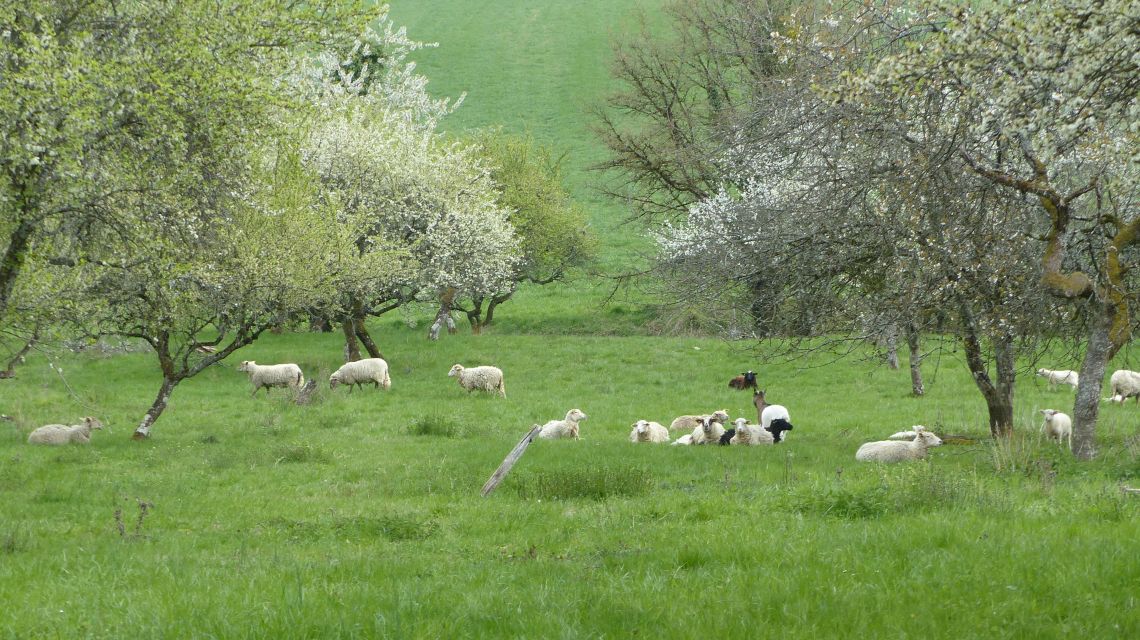 moutons et mirabelliers
