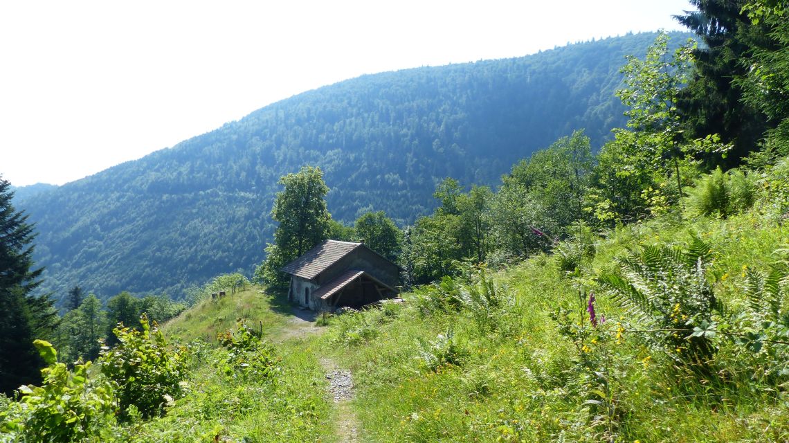 ferme du gazon vert