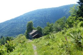 ferme du gazon vert