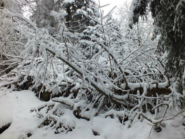 arbre sous la neige