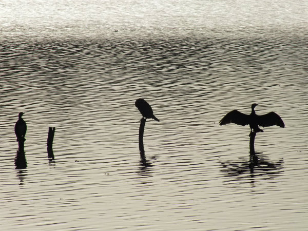 Cormorans sur l'\u00e9tang des Forges