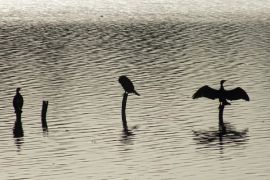 Cormorans sur l'\u00e9tang des Forges