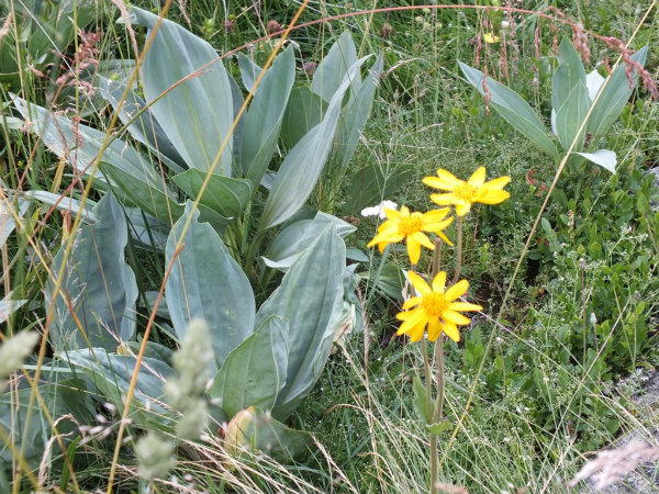 Arnica