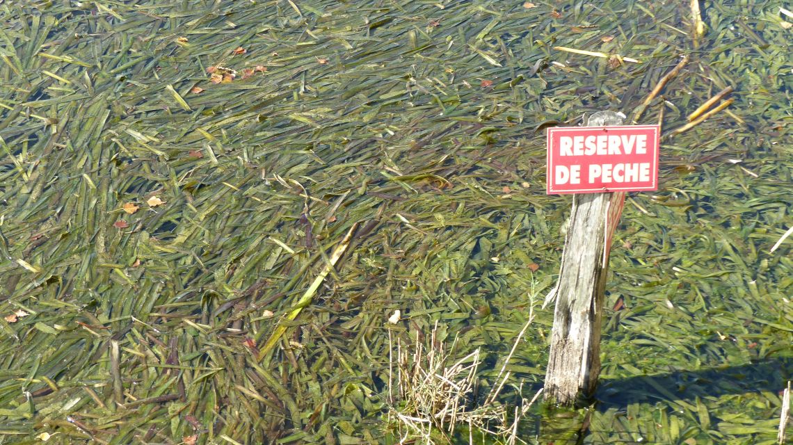 du poisson aux herbes !