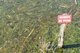 du poisson aux herbes !