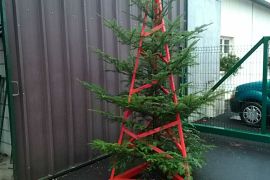 les sapins