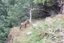 un chamois