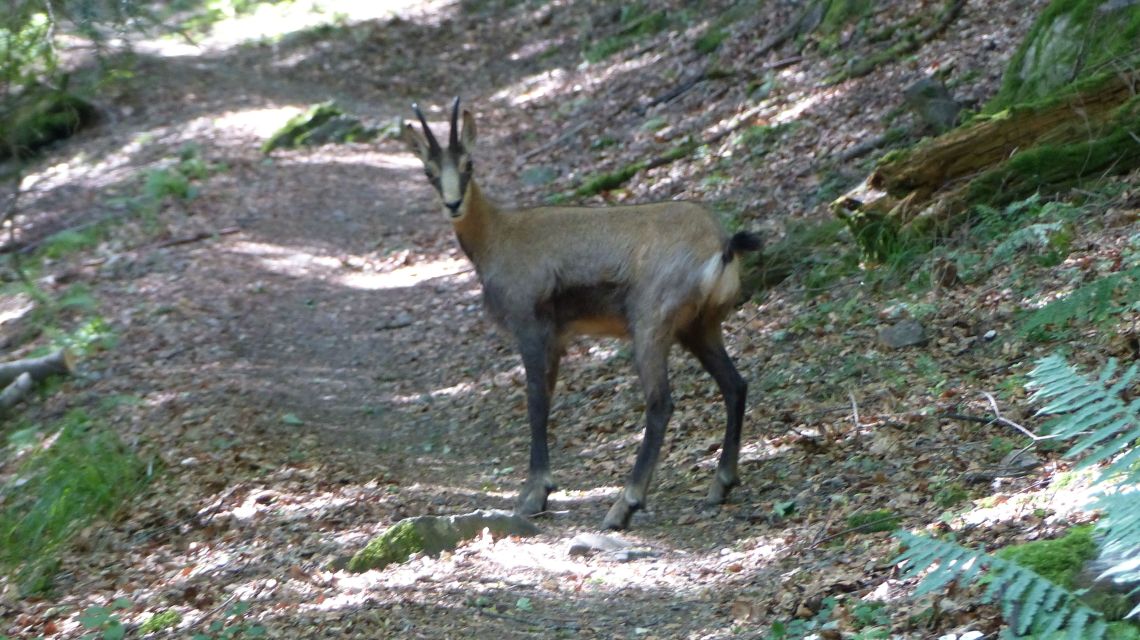 un chamois peu farouche