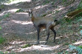 un chamois peu farouche