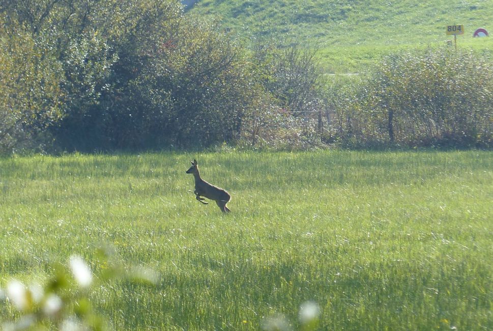 le coucou du chevreuil