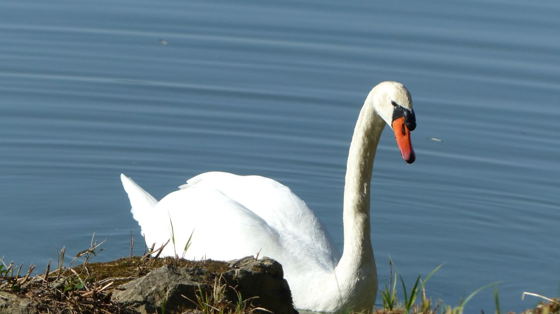 un cygne pas sauvage