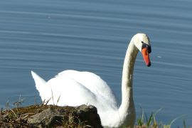 un cygne pas sauvage