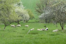 moutons et mirabelliers