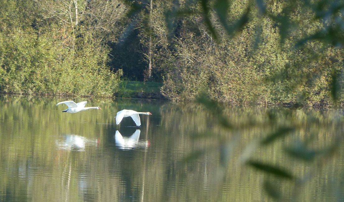 des cygnes : le retour