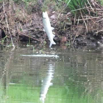 Pêche à l'étang