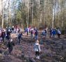 plantation de sapins de NOEL