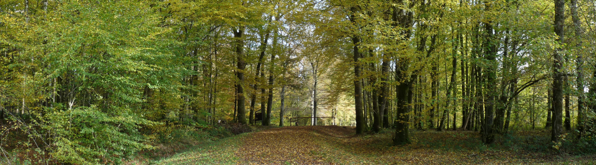 Forêt de Corbenay