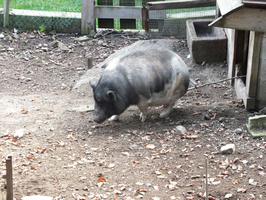 un cochon japonais