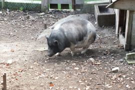 un cochon japonais