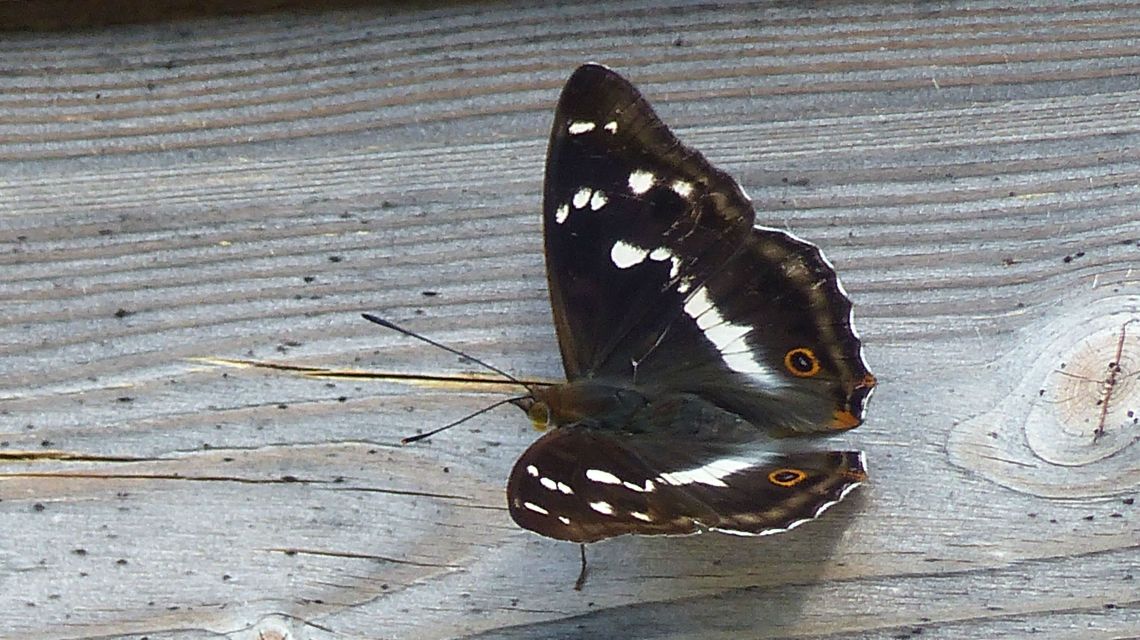 schmetterling