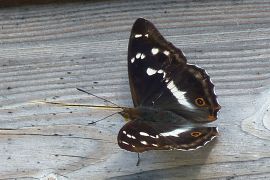 schmetterling