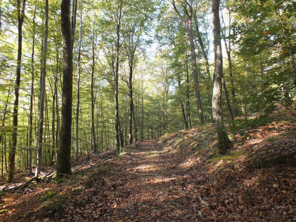 foret d'automne