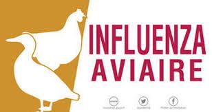 INFLUENZA AVIAIRE