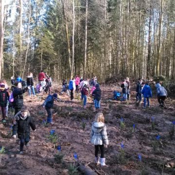 plantation de sapins de NOEL